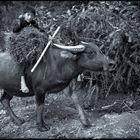 Brother and sister, three waterbuffaloes and a dog who didn´t like me.