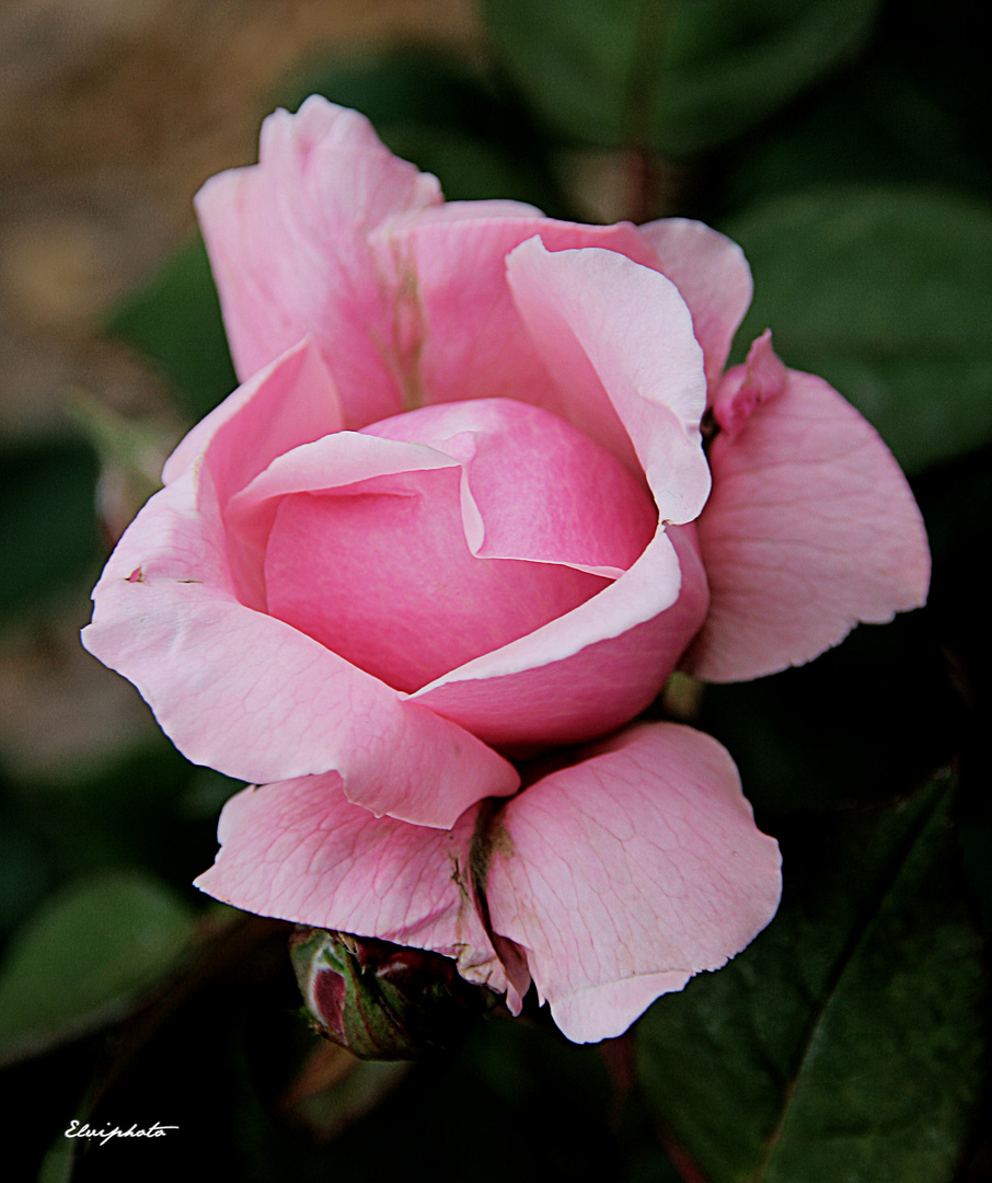 Brother Cadfaël photo et image | animations photographiques, fleurs ...