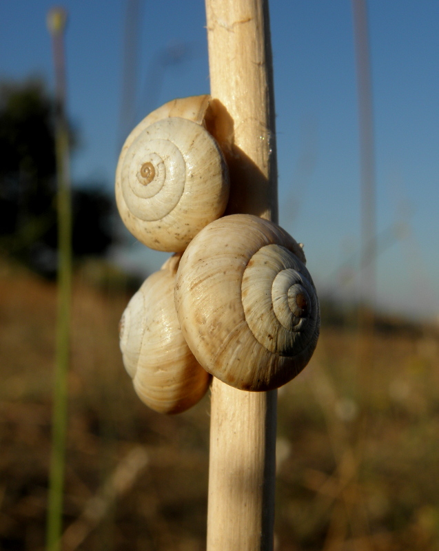 Brotherhood of the snails