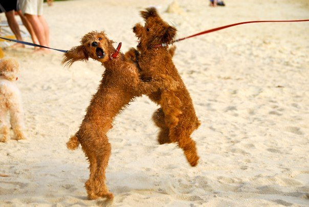 Brotherly Beach Fight