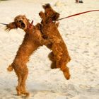 Brotherly Beach Fight