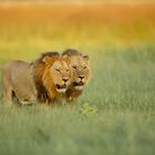 Brothers with arms on a peacefull walk