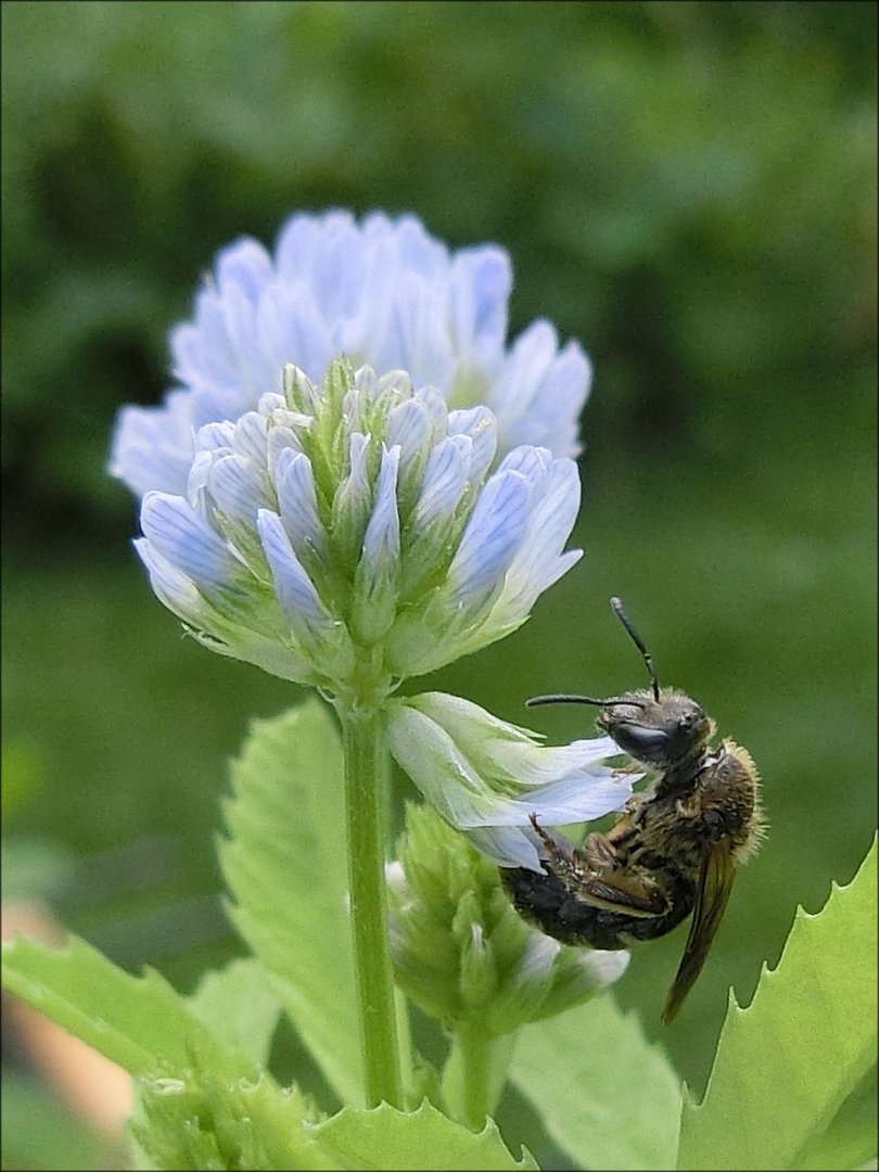 Brotklee schmeckt lecker, . . .