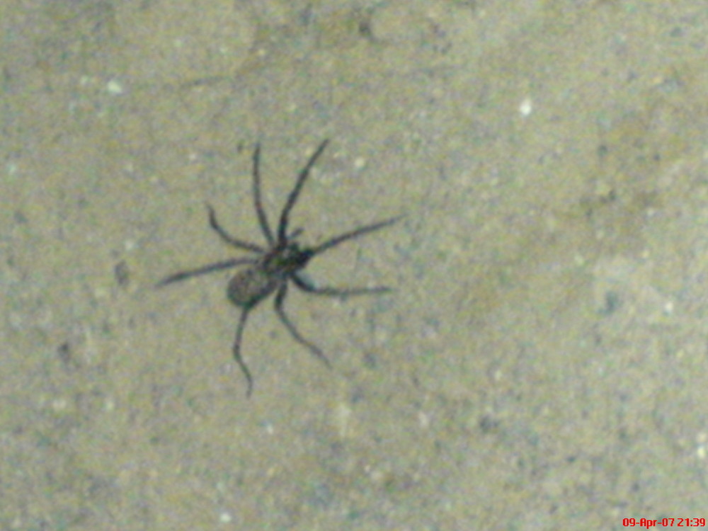 Brotkrabbelspinne