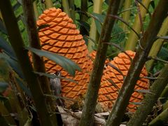Brotpalmfarn (Encephalartos altensteinii) im Botanischen Garten der Universität Münster
