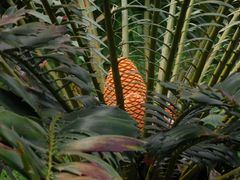 Brotpalmfarn (Encephalartos altensteinii) im Botanischen Garten der Universität Münster