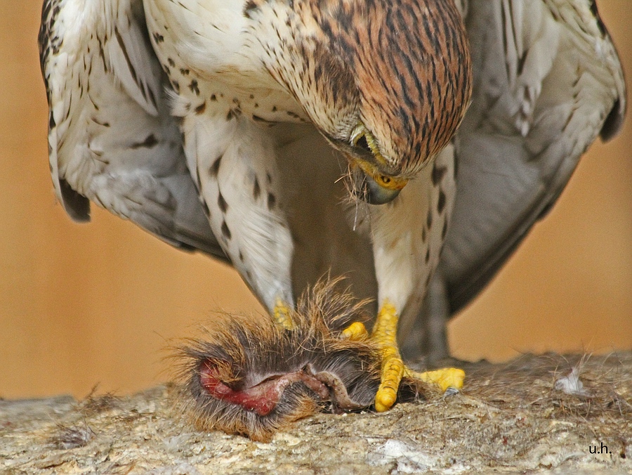 "Brotzeit 2"