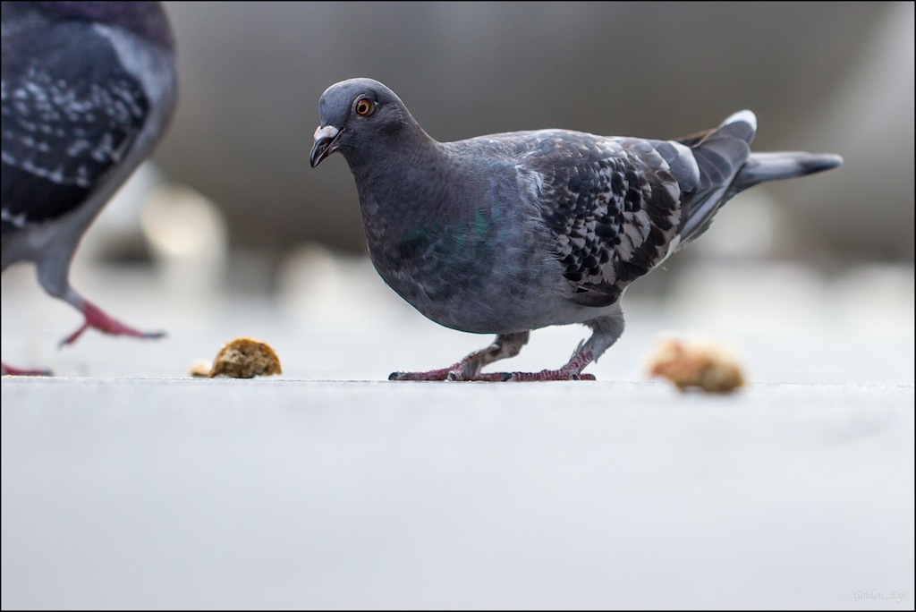 Brotzeit