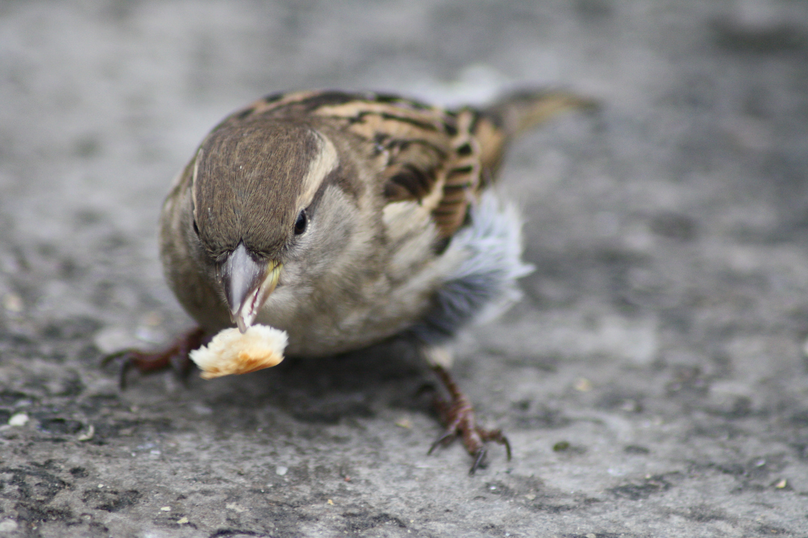 Brotzeit.