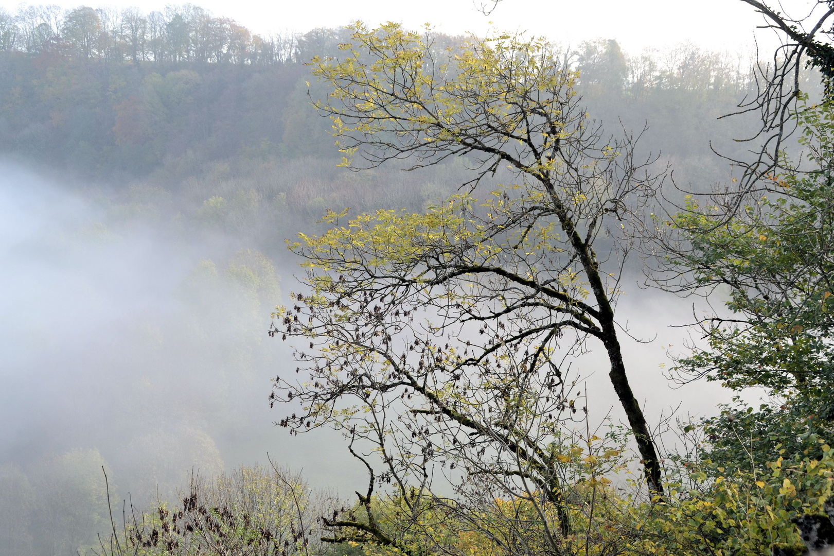 Brouillard