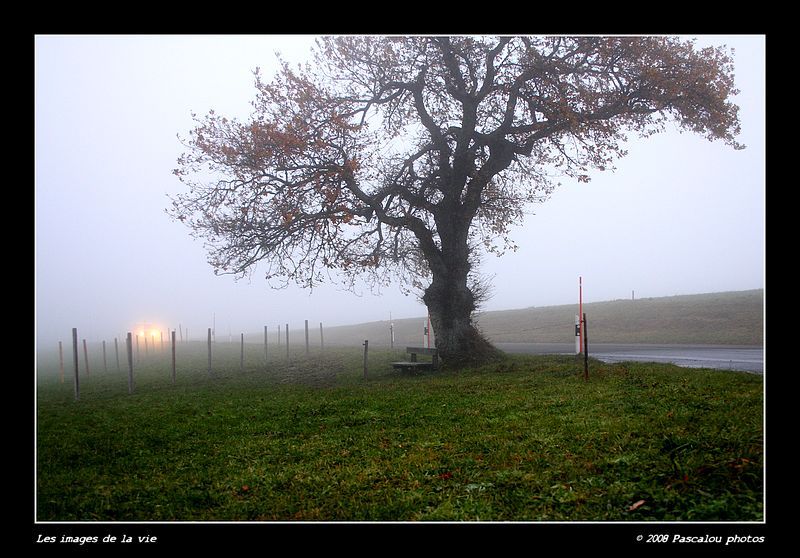 Brouillard