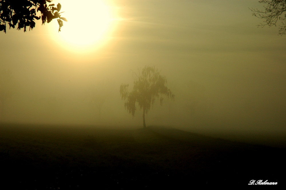 brouillard.