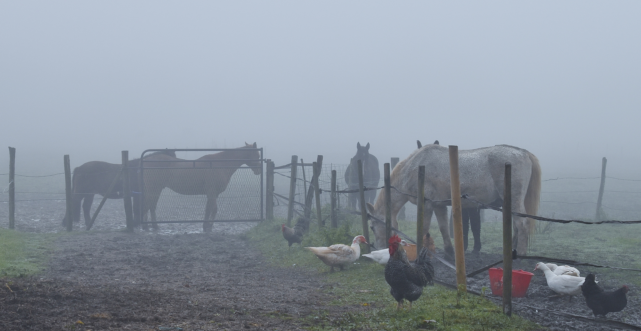 Brouillard à la ferme....