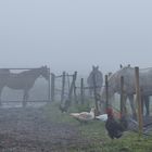 Brouillard à la ferme....