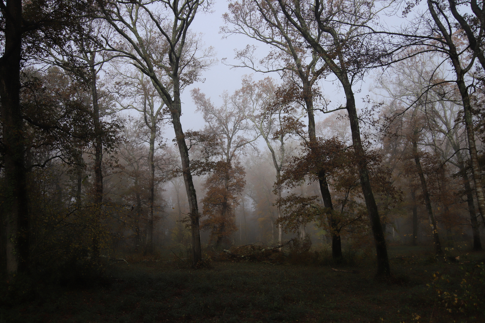 Brouillard au BOis de BOlogne - Dax