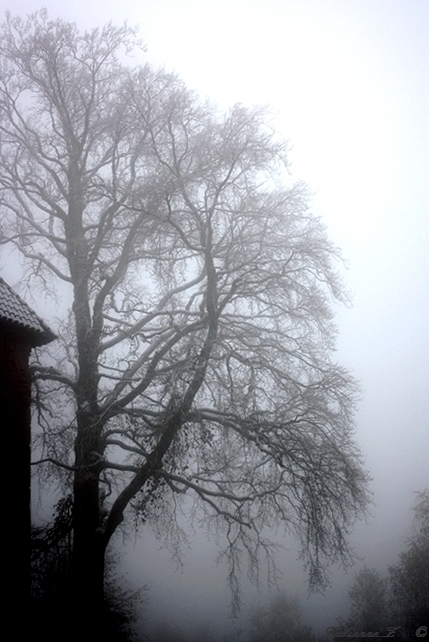 brouillard