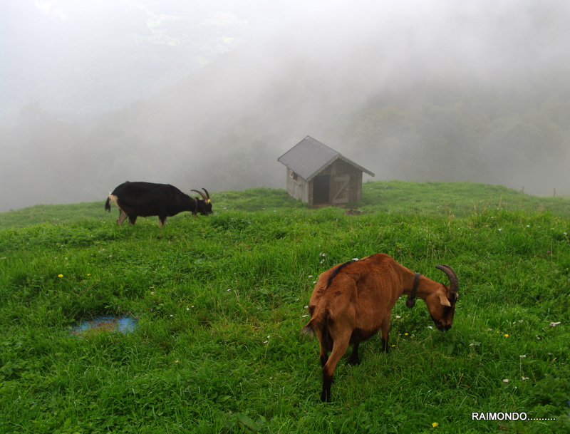 BROUILLARD DANS LES VOSGES