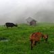 BROUILLARD DANS LES VOSGES