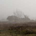 Brouillard d'automne