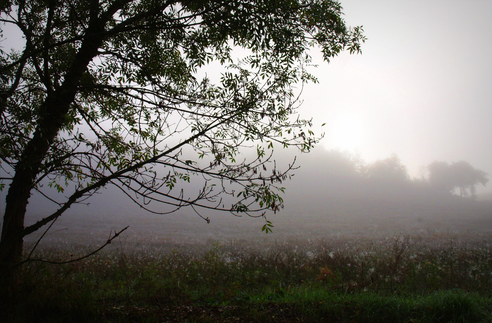 Brouillard de début d’automne dans le nord du Gers