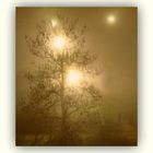 Brouillard de Noël
