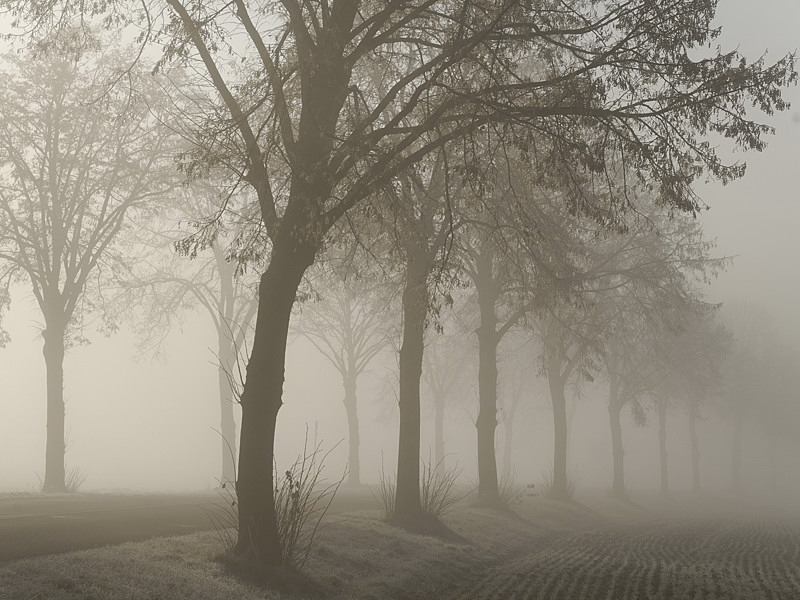 Brouillard d'hiver sur la route entre Ittenheim et Achenheim (Bas-Rhin)