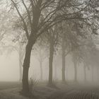 Brouillard d'hiver sur la route entre Ittenheim et Achenheim (Bas-Rhin)