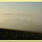 Brouillard du matin