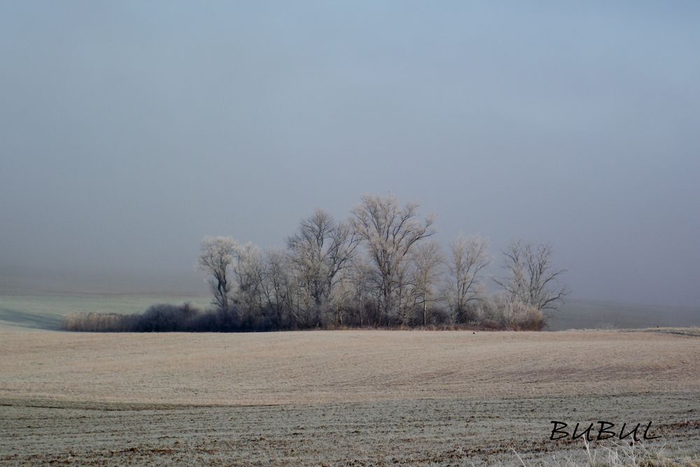 BROUILLARD ET GIVRE SUR LA CAMPAGNE JURASSIENNE