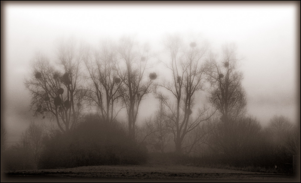 Brouillard