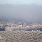 BROUILLARD GIVRANT DANS LE VIGNOBLE