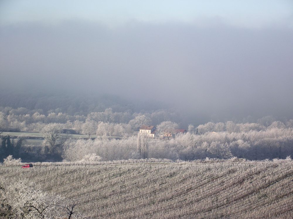 BROUILLARD GIVRANT DANS LE VIGNOBLE