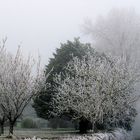 Brouillard givrant en face de chez moi -- 12/2005 -- Überfrierender Nebel meinem Haus gegenüber.