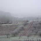 BROUILLARD GIVRANT SUR LE VIGNOBLE JURASSIEN