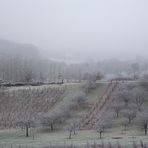 BROUILLARD GIVRANT SUR LE VIGNOBLE JURASSIEN