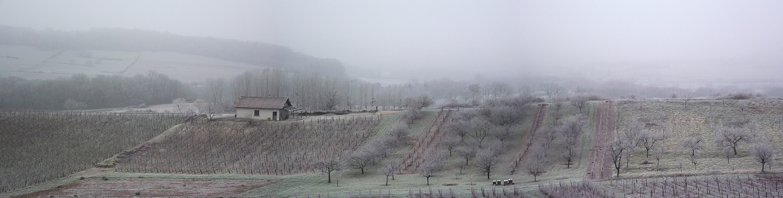 BROUILLARD GIVRANT SUR LE VIGNOBLE JURASSIEN
