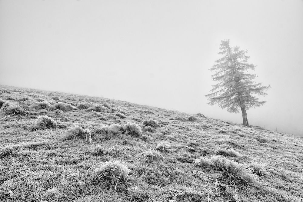 Brouillard givré