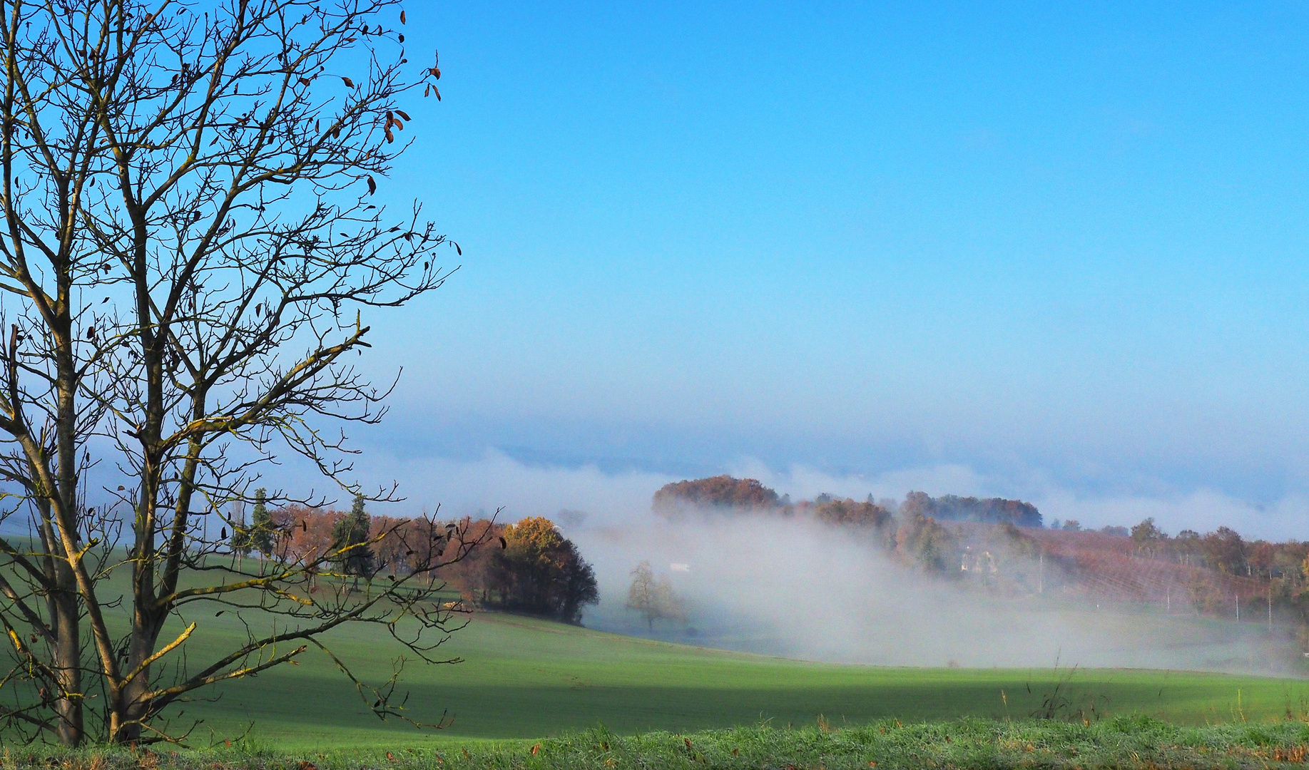 Brouillard matinal