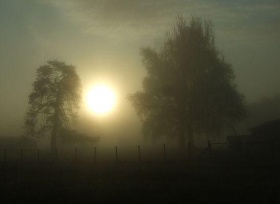 Brouillard Matinal .