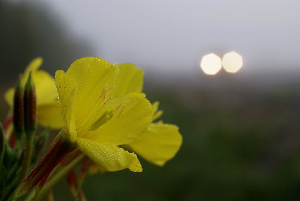 brouillard matinal le long d'une route