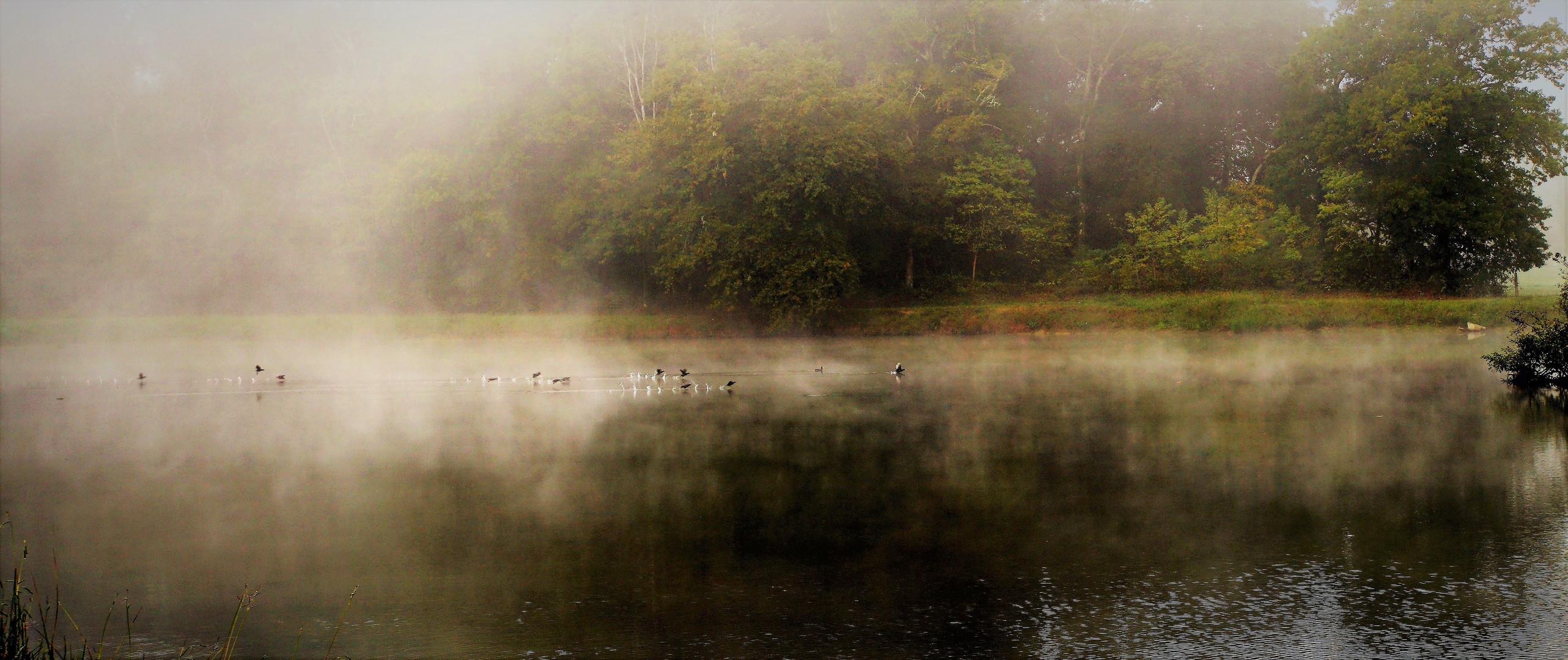 Brouillard matinal sur le marais......