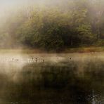 Brouillard matinal sur le marais......