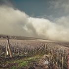 Brouillard sur le vignoble