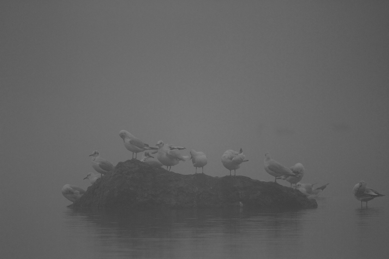 brouillard sur l'étang