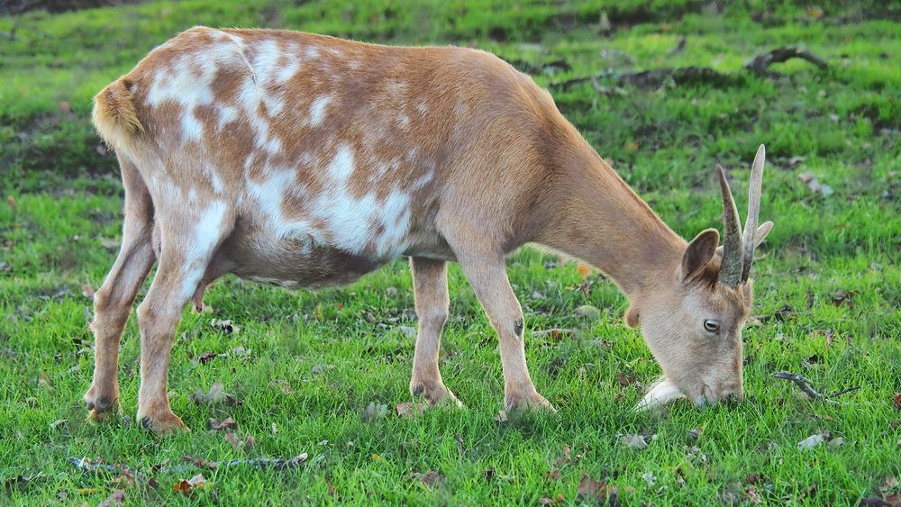 Brouter l’herbe fraîche