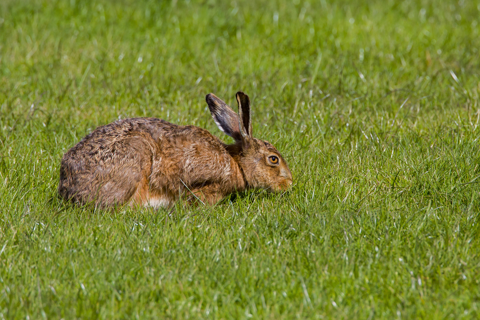 brow hare