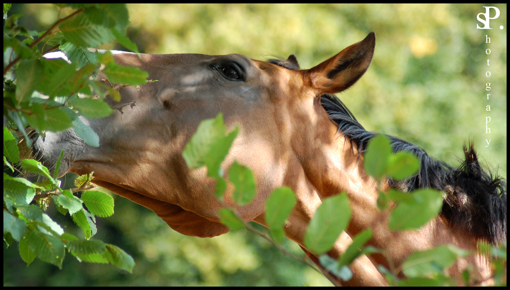 brown and beauty