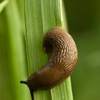 Brown and green