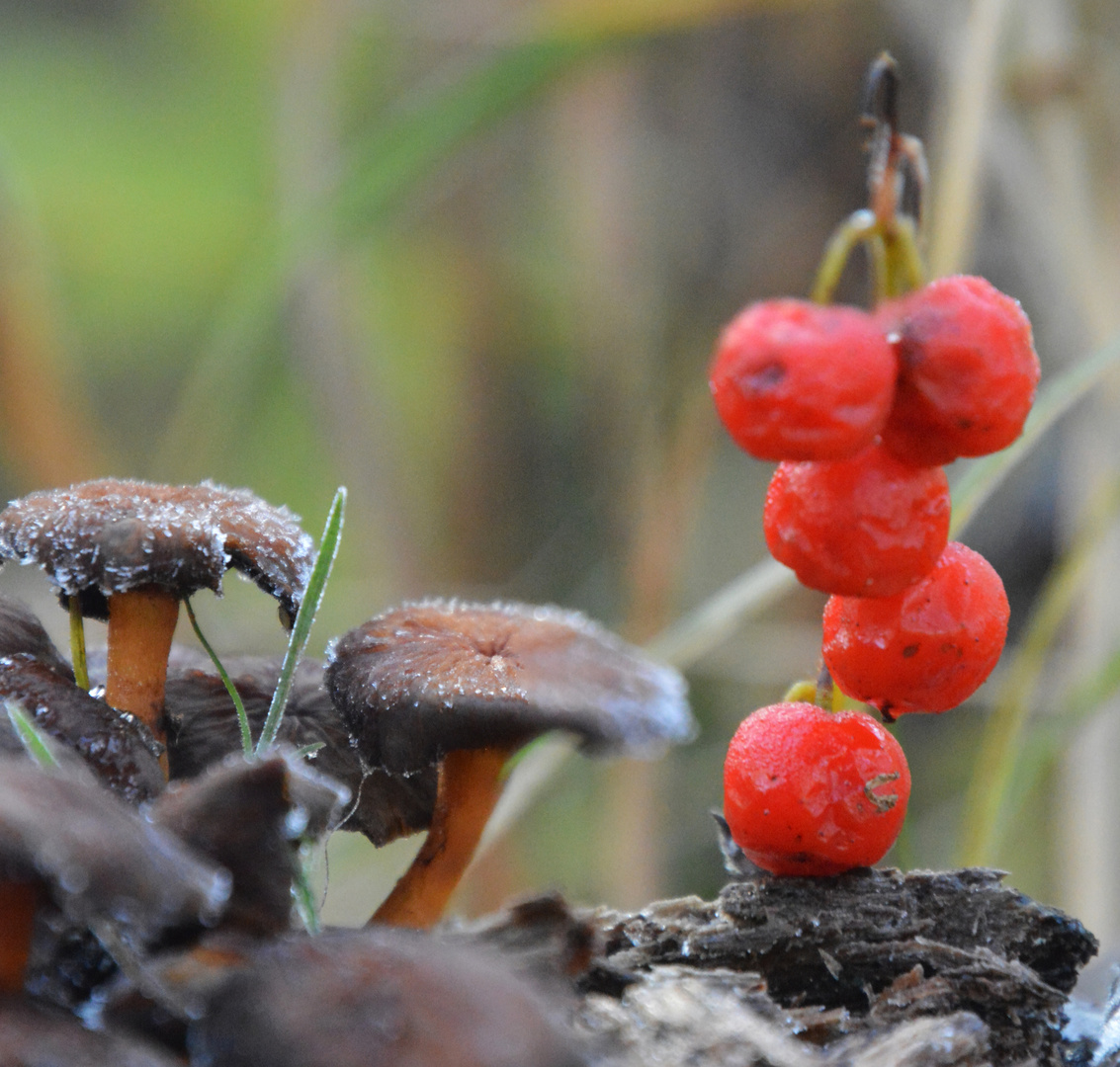 Brown and red