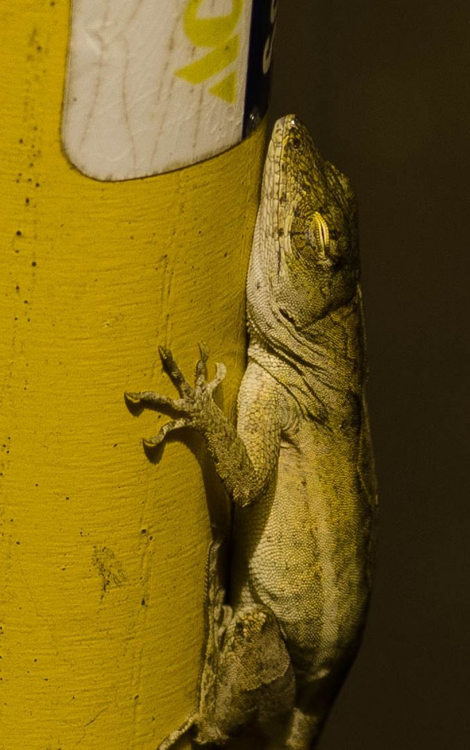 Brown Anole